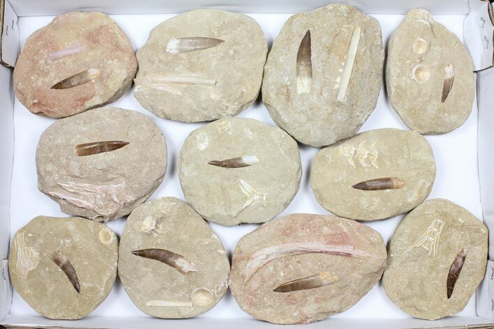Flat: Real Fossil Plesiosaur Teeth In Matrix - Pieces #98240